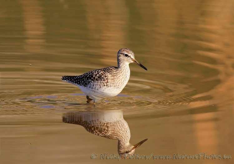 WildLife Photos of Birds, Waders, Wood Sandpiper, Tringa glareola